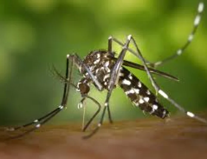 Why Mosquitoes Bite More After Rain: Experts Explain the Science Behind It