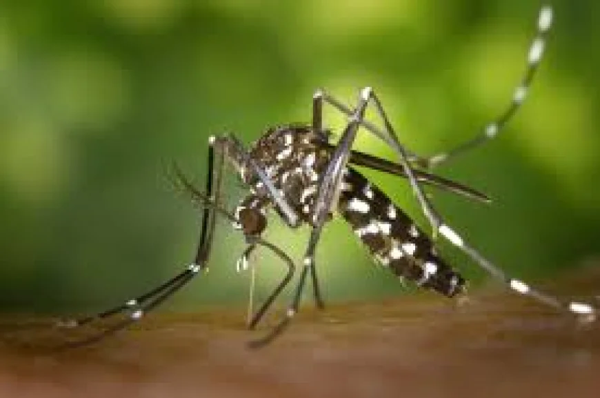 Why Mosquitoes Bite More After Rain: Experts Explain the Science Behind It