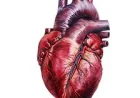 New Study Finds Cholesterol Pathway Disruption May Drive Heart Cell Damage in Dilated Cardiomyopathy