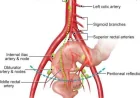 AI Significantly Improves Pelvic Anatomy Recognition Accuracy, Study Finds