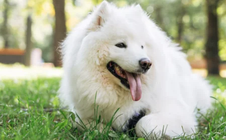 How to Keep Yourself and Your Pets Safe During Extreme Heat