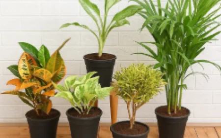 Indoor Plants Becoming a Favourite Home Décor Trend for Better Well-Being