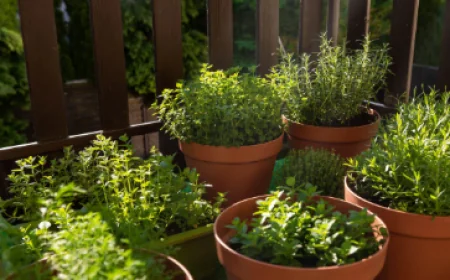 Grow Fresh Herbs All Summer with These Simple Gardening Tips