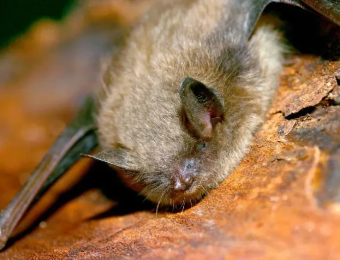 11-Year-Old Canadian Boy Dies of Rabies After Waking Up With Bat on His Face