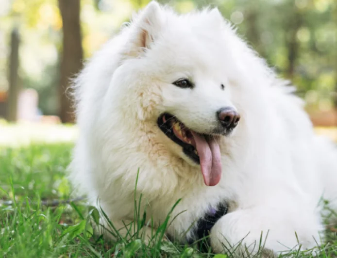 How to Keep Yourself and Your Pets Safe During Extreme Heat