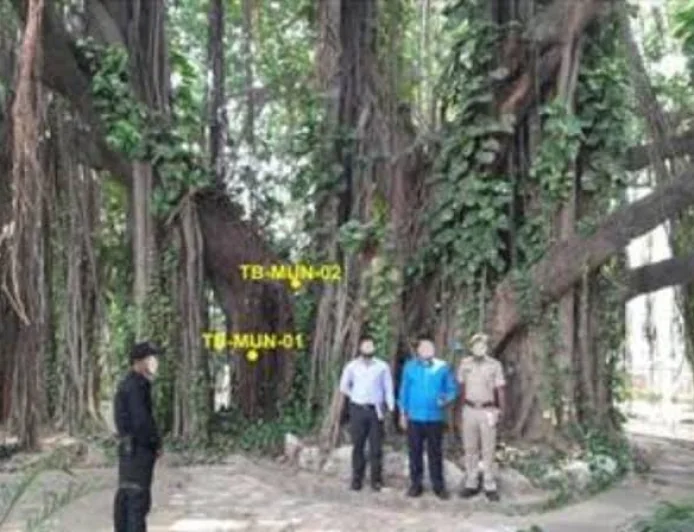 700-Year-Old Banyan Tree in Bihar Becomes India's Oldest Scientifically Dated Banyan