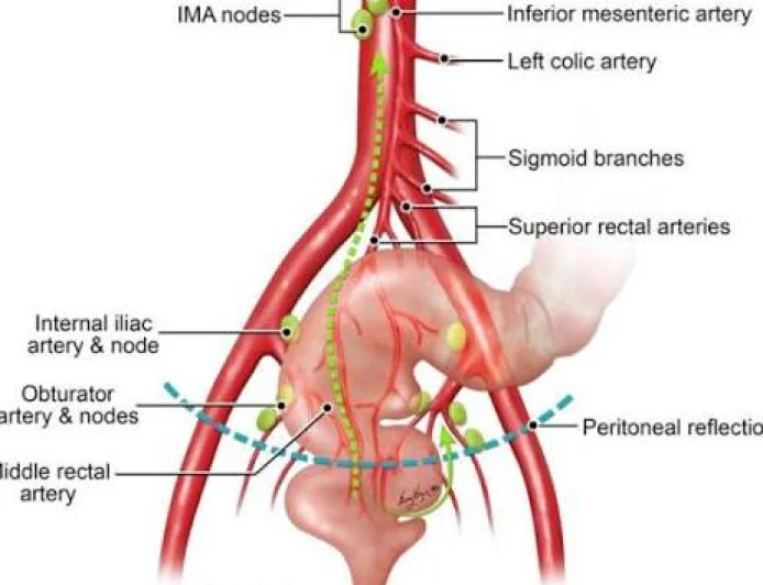 AI Significantly Improves Pelvic Anatomy Recognition Accuracy, Study Finds
