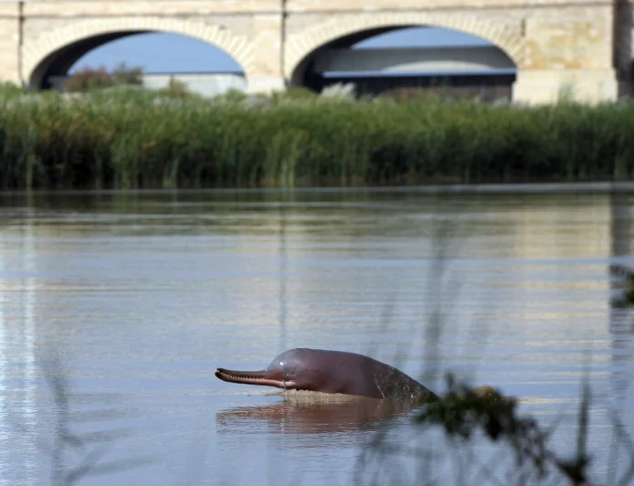 River Dolphins Get a Lifeline: CAMPA Approves Conservation Projects for Four Endangered Species