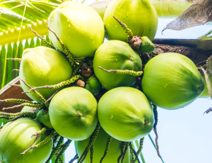 Can Drinking Coconut Water Every Morning Really Improve Your Health? Experts Explain