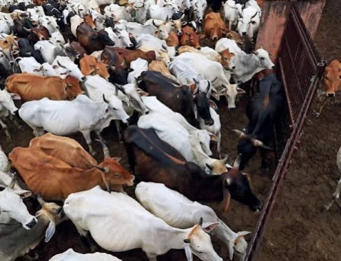 Supreme Court Stays High Court Order On Cow Slaughter Ban After Andhra Pradesh Government's Appeal