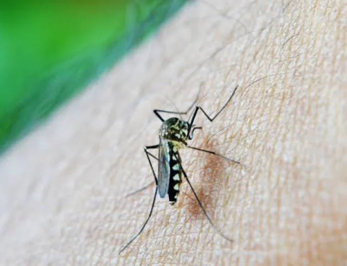 Type 2 Diabetes May Increase Risk of Severe Dengue, Study Finds