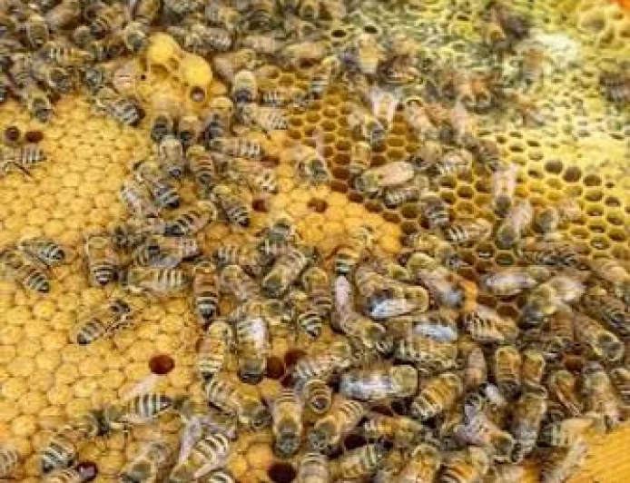 Bee Brain Study Explains How Colonies Divide Work Without Central Planning