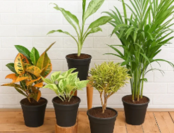 Indoor Plants Becoming a Favourite Home Décor Trend for Better Well-Being