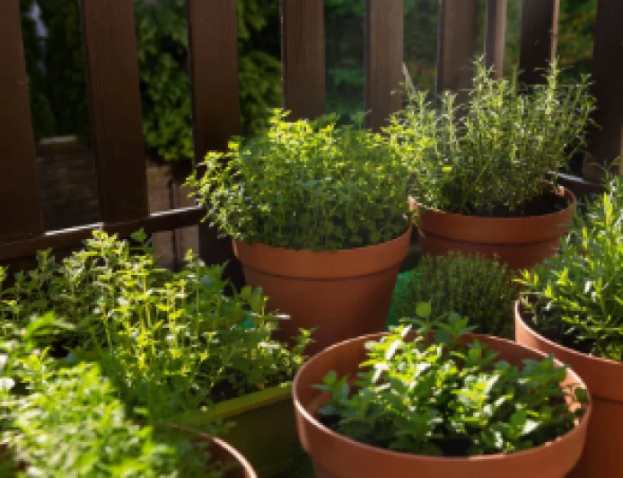 Grow Fresh Herbs All Summer with These Simple Gardening Tips