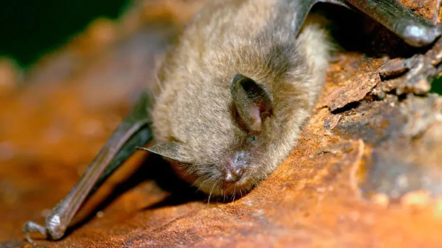 11-Year-Old Canadian Boy Dies of Rabies After Waking Up With Bat on His Face
