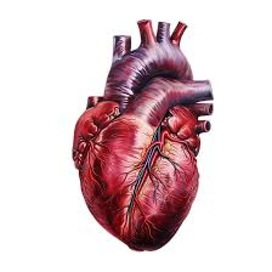 New Study Finds Cholesterol Pathway Disruption May Drive Heart Cell Damage in Dilated Cardiomyopathy