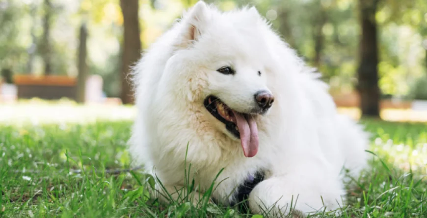 How to Keep Yourself and Your Pets Safe During Extreme Heat