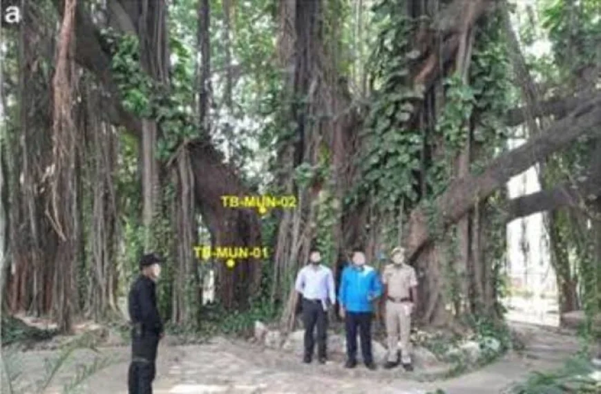 700-Year-Old Banyan Tree in Bihar Becomes India's Oldest Scientifically Dated Banyan