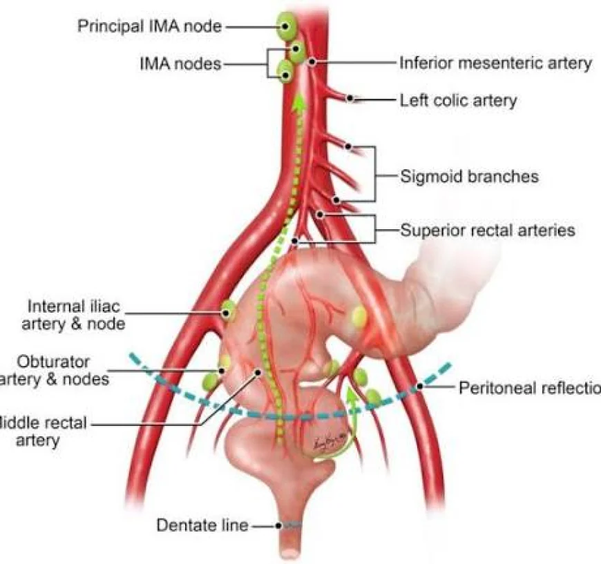 AI Significantly Improves Pelvic Anatomy Recognition Accuracy, Study Finds