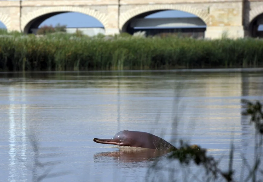 River Dolphins Get a Lifeline: CAMPA Approves Conservation Projects for Four Endangered Species