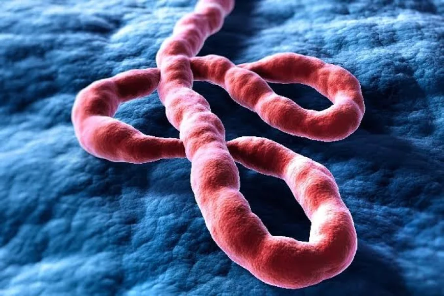 Congo Ebola Outbreak May Be Far Larger Than Reported, WHO Warns