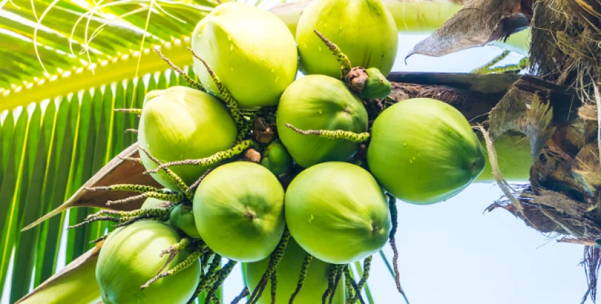 Can Drinking Coconut Water Every Morning Really Improve Your Health? Experts Explain