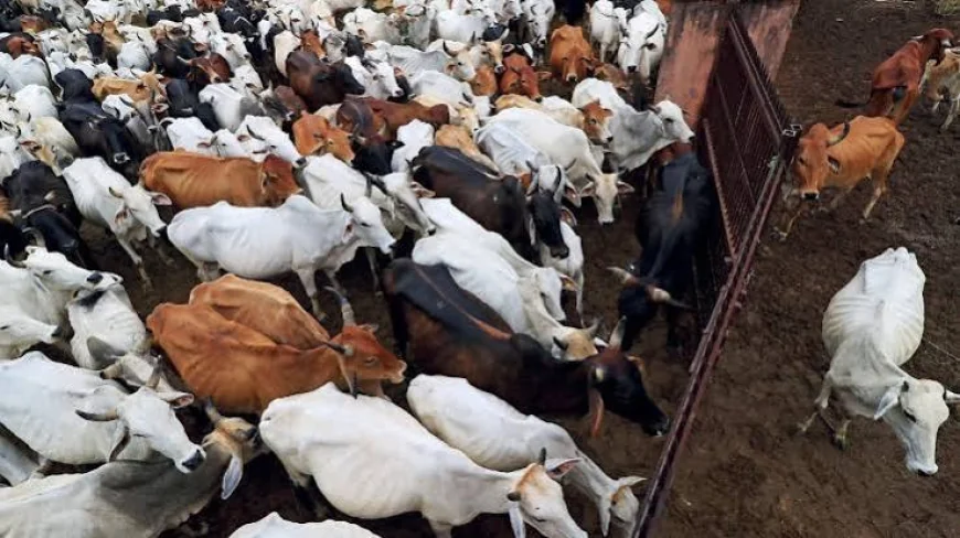 Supreme Court Stays High Court Order On Cow Slaughter Ban After Andhra Pradesh Government's Appeal