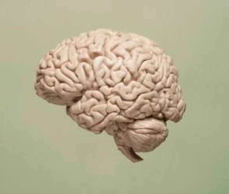 Scientists Discover How Practice Rewires the Brain to Enable True Multitasking