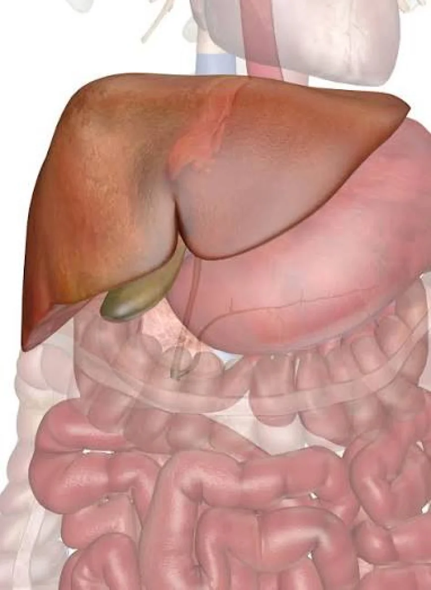 10 Foods That Support Liver Health and the Body’s Natural Detox Process