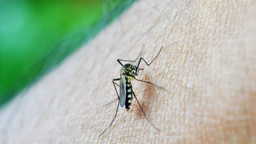 Type 2 Diabetes May Increase Risk of Severe Dengue, Study Finds