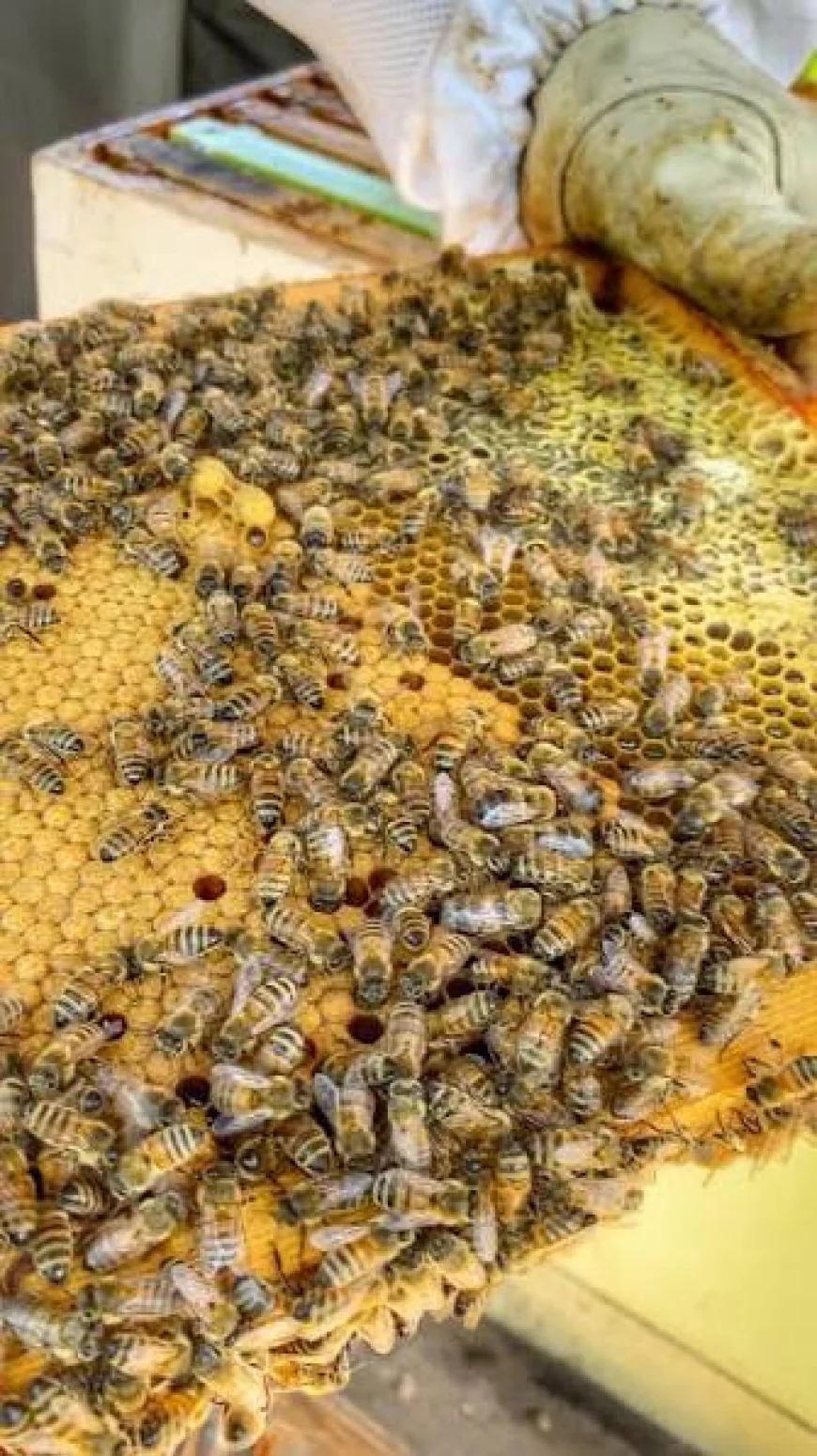 Bee Brain Study Explains How Colonies Divide Work Without Central Planning