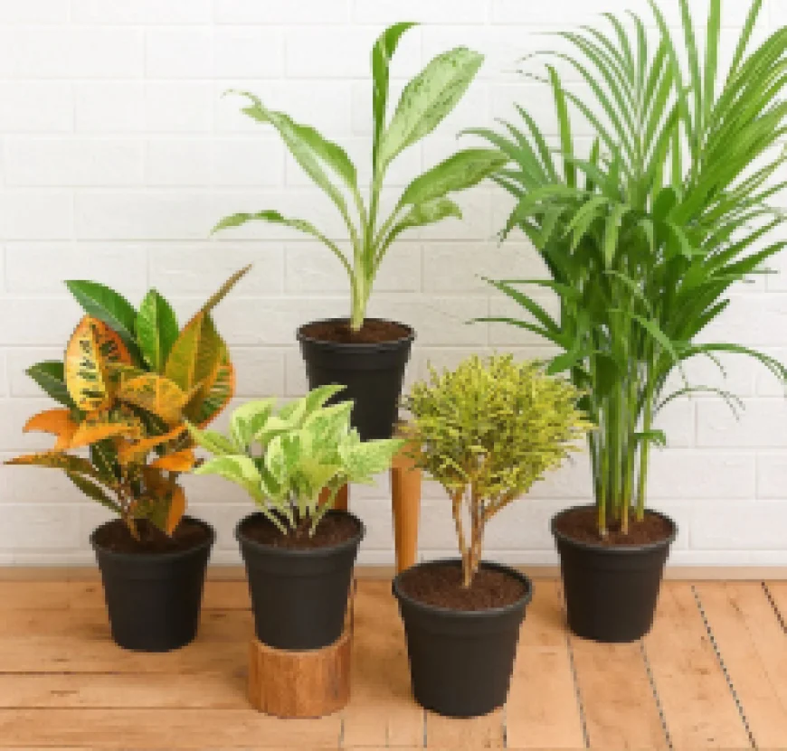 Indoor Plants Becoming a Favourite Home Décor Trend for Better Well-Being