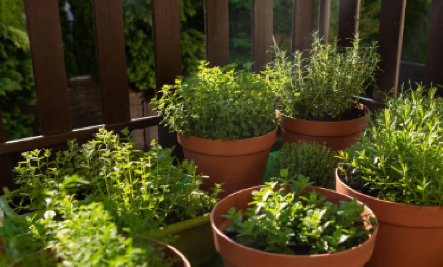Grow Fresh Herbs All Summer with These Simple Gardening Tips