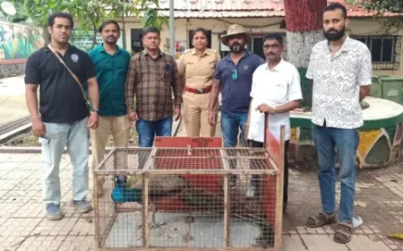 बोरीवली में बचाए गए मोर को मिली नई जिंदगी, मेडिकल जांच के बाद खुले जंगल में छोड़ा गया