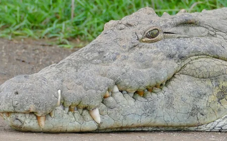 Crocodile That Ate Dinosaurs: करोड़ों साल बाद फिर चर्चा में आया प्राचीन शिकारी
