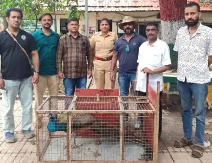 बोरीवली में बचाए गए मोर को मिली नई जिंदगी, मेडिकल जांच के बाद खुले जंगल में छोड़ा गया