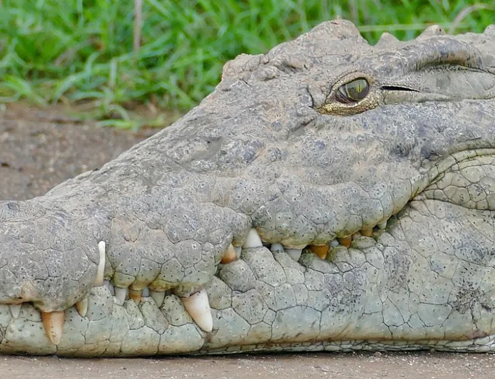 Crocodile That Ate Dinosaurs: करोड़ों साल बाद फिर चर्चा में आया प्राचीन शिकारी