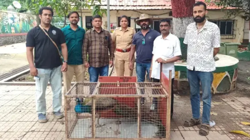 बोरीवली में बचाए गए मोर को मिली नई जिंदगी, मेडिकल जांच के बाद खुले जंगल में छोड़ा गया
