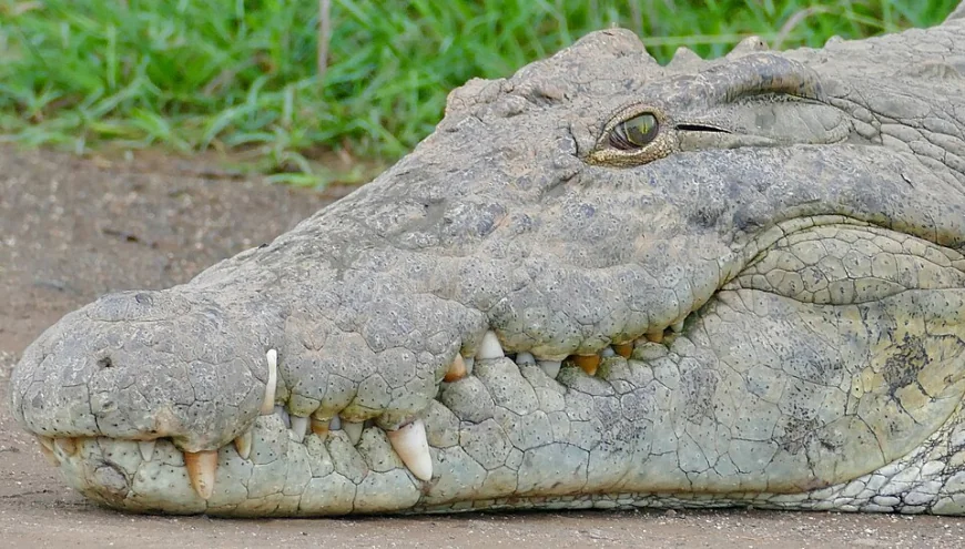 Crocodile That Ate Dinosaurs: करोड़ों साल बाद फिर चर्चा में आया प्राचीन शिकारी