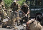 रेस्क्यू के दौरान घायल तेंदुए का हमला, वन अधिकारी को किया घायल, मौके पर मची अफरा-तफरी